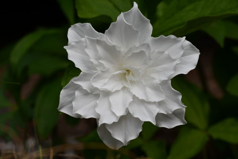 Trillium grandiflorum 'Flore Pleno', fyllt treblad