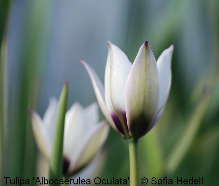 Tulipa humilis var pulchella 'Albocaerulea Oculata', violtulpan