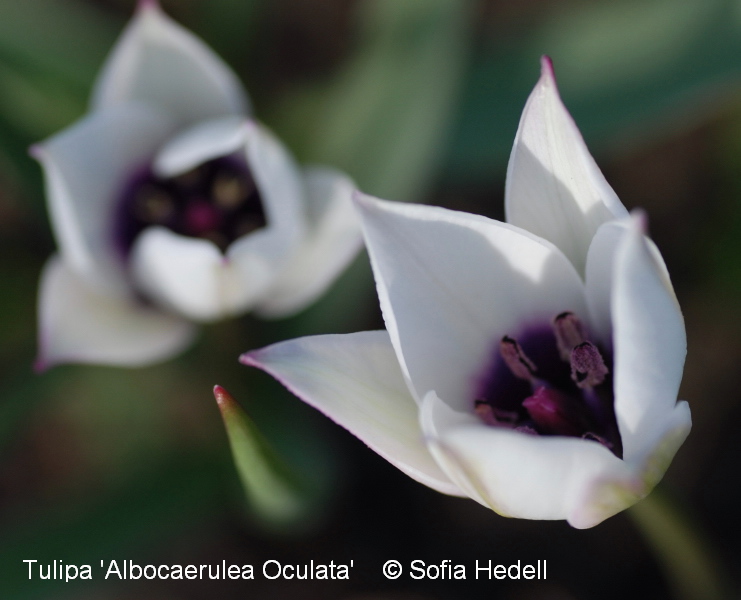 Tulipa humilis var pulchella 'Albocaerulea Oculata', violtulpan