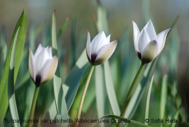Tulipa humilis var pulchella 'Albocaerulea Oculata', violtulpan