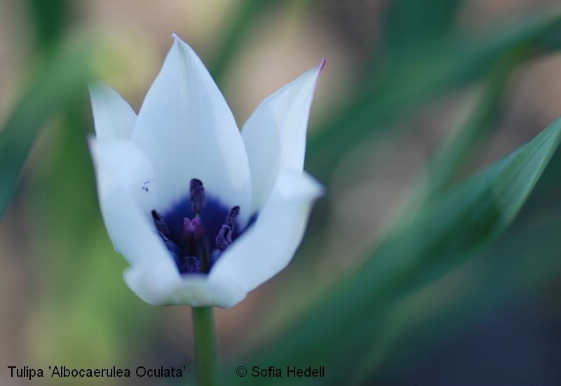 Tulipa humilis var pulchella 'Albocaerulea Oculata', violtulpan