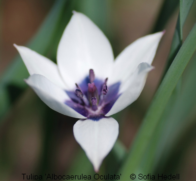 Tulipa humilis var pulchella 'Albocaerulea Oculata', violtulpan