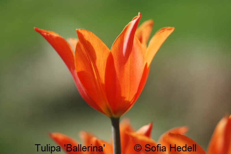 Tulipa 'Ballerina', liljeblommande tulpan 'Ballerina'