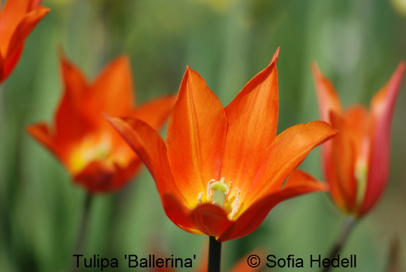 Tulipa 'Ballerina', liljeblommande tulpan 'Ballerina'