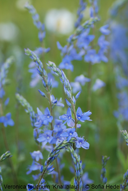 Veronica teucrium 'Knallblau', veronika