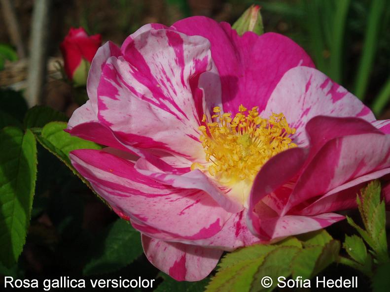 Rosa gallica versicolor, polkagrisros