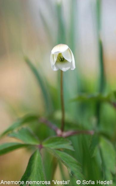 Anemone nemorosa 'Vestal'