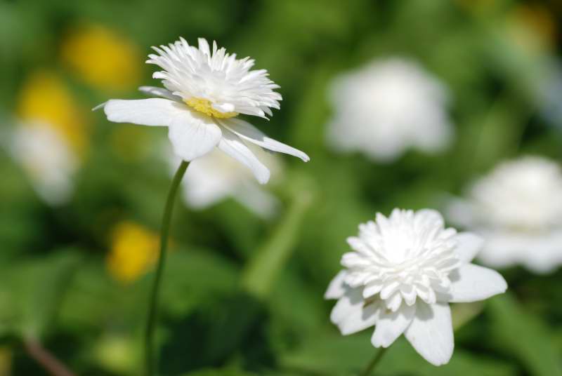 Anemone nemorosa 'Vestal'