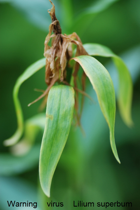 Virus in Lilium superbum
