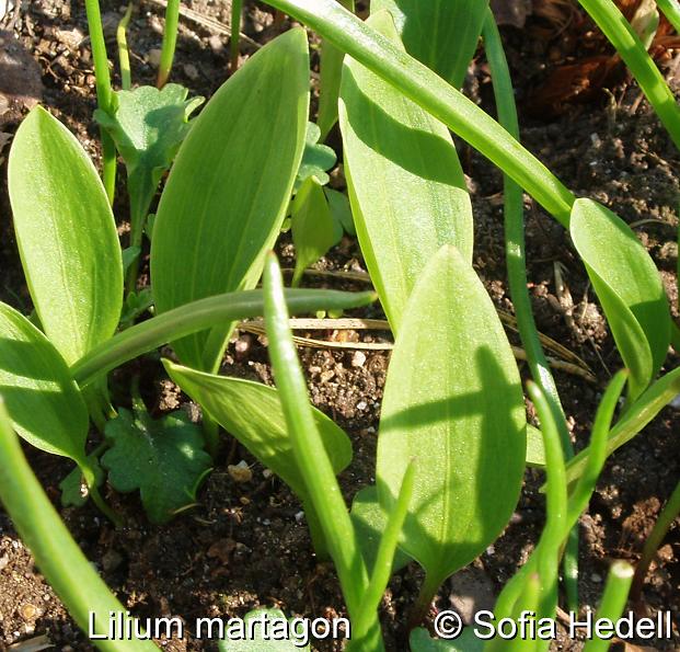 Lilium, liljor frsdd