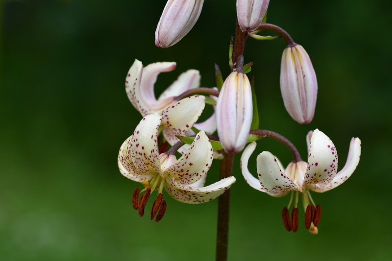 Lilium martagon var albiflorum, krollilja