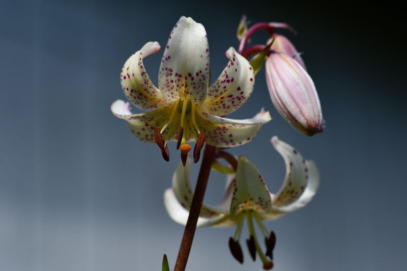 Lilium martagon var albiflorum, krollilja