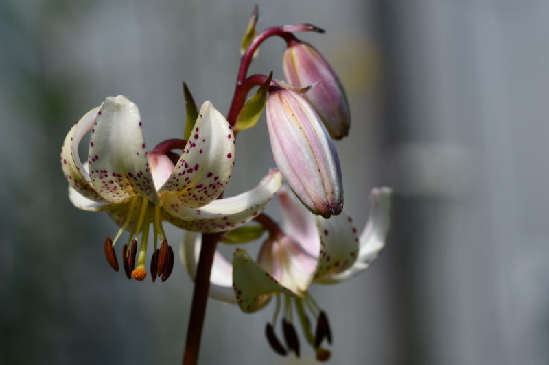 Lilium martagon var albiflorum, krollilja