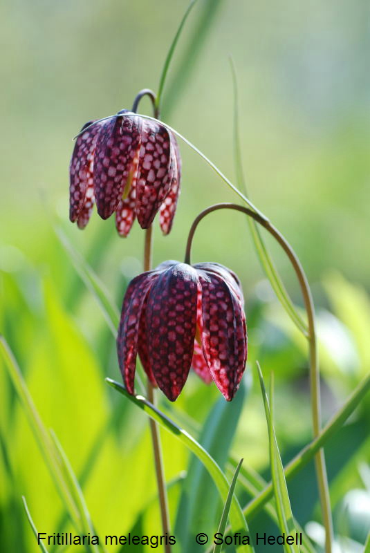 Fritillaria meleagris, kungsngslilja