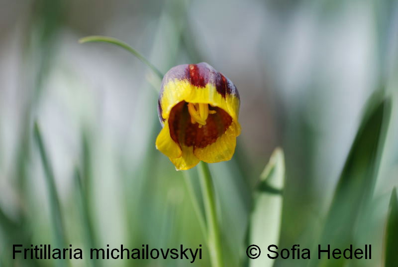 Fritillaria michailovskyi, guldkantad klocklilja