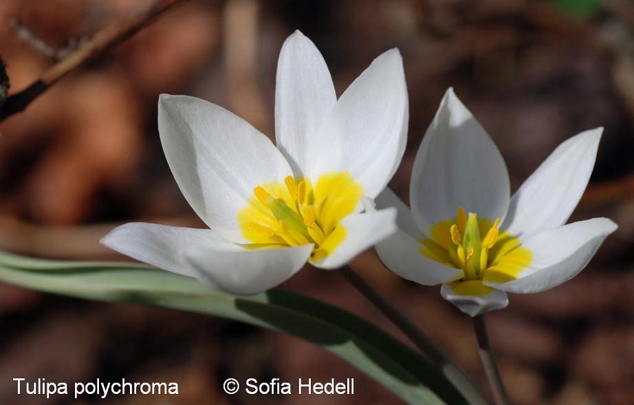 Tulipa polychroma, porslinstulpan