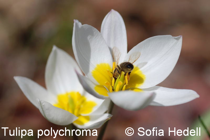 Tulipa polychroma, porslinstulpan