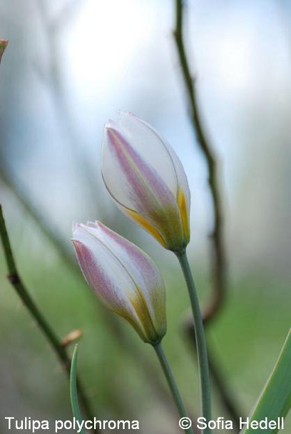 Tulipa polychroma, porslinstulpan