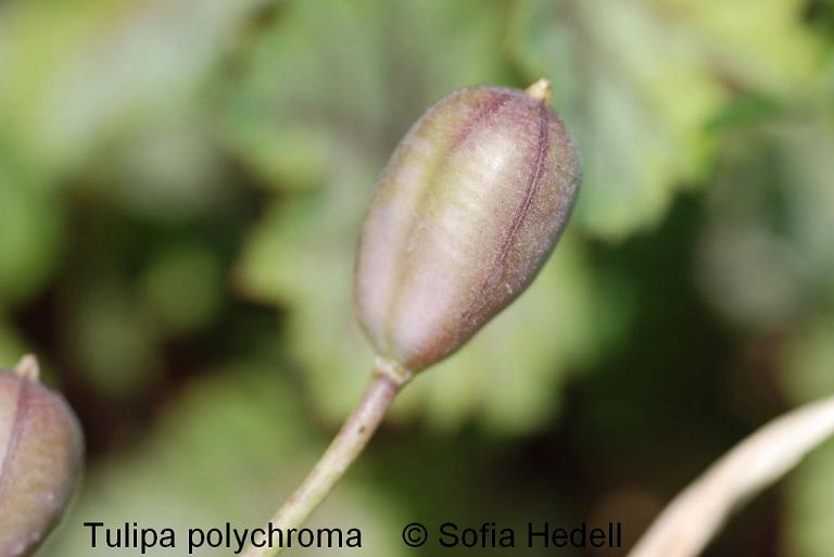 Tulipa polychroma, porslinstulpan