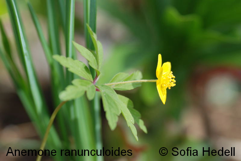 Anemone ranunculoides, gulsippa