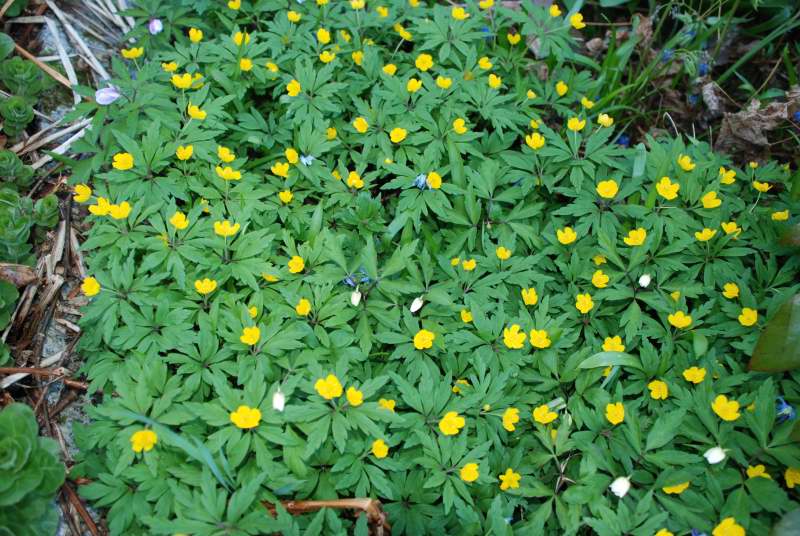 Anemone ranunculoides, gulsippa