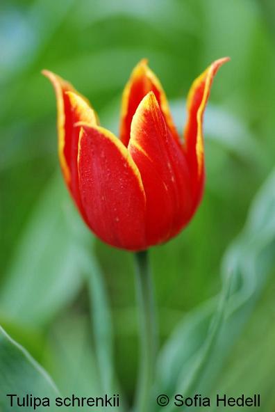 Tulipa shrenkii, garden clone