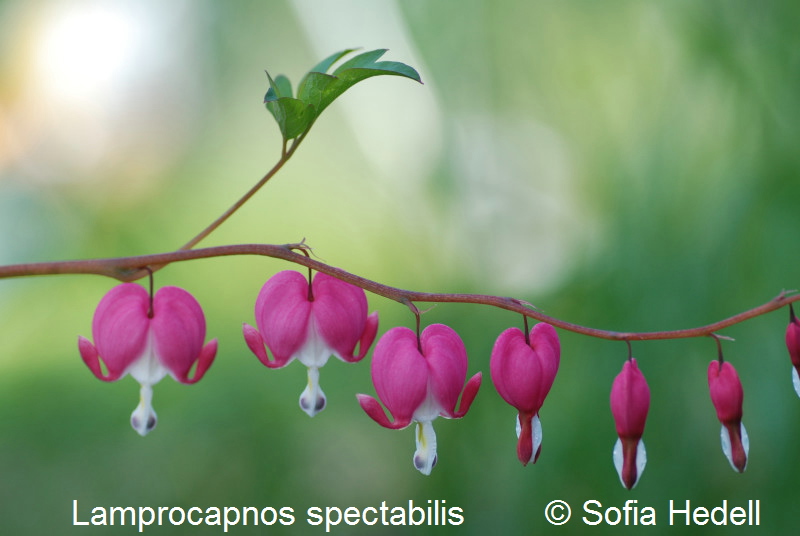 Lamprocapnos spectabilis, ljtnantshjrta