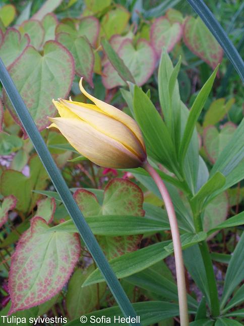 Tulipa sylvestris, vildtulpan