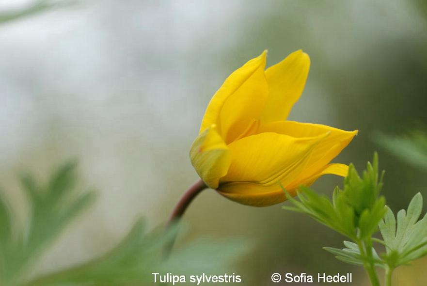 Tulipa sylvestris, vildtulpan