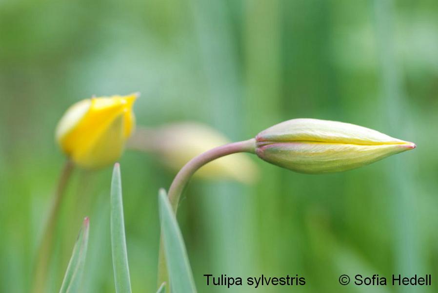 Tulipa sylvestris, vildtulpan