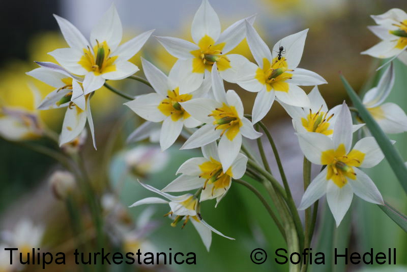 Tulipa turkestanica, dvrgtulpan